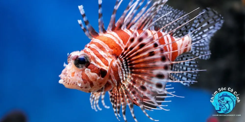 Cách Nuôi Cá Sư Tử An Toàn