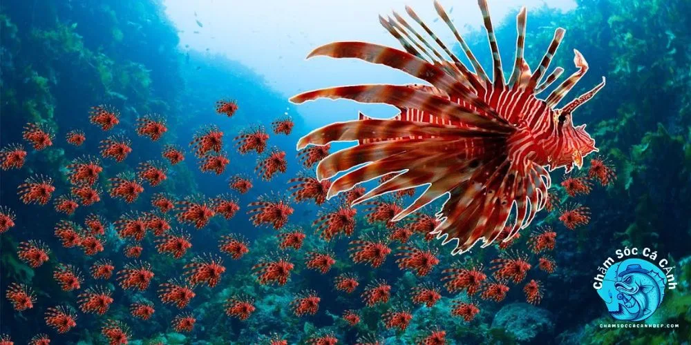 Lưu Ý Khi Tiếp Xúc Với Cá Sư Tử