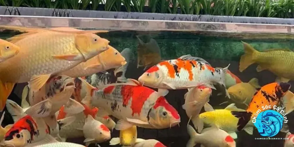 Nuôi Cá Cảnh Không Cần Oxy