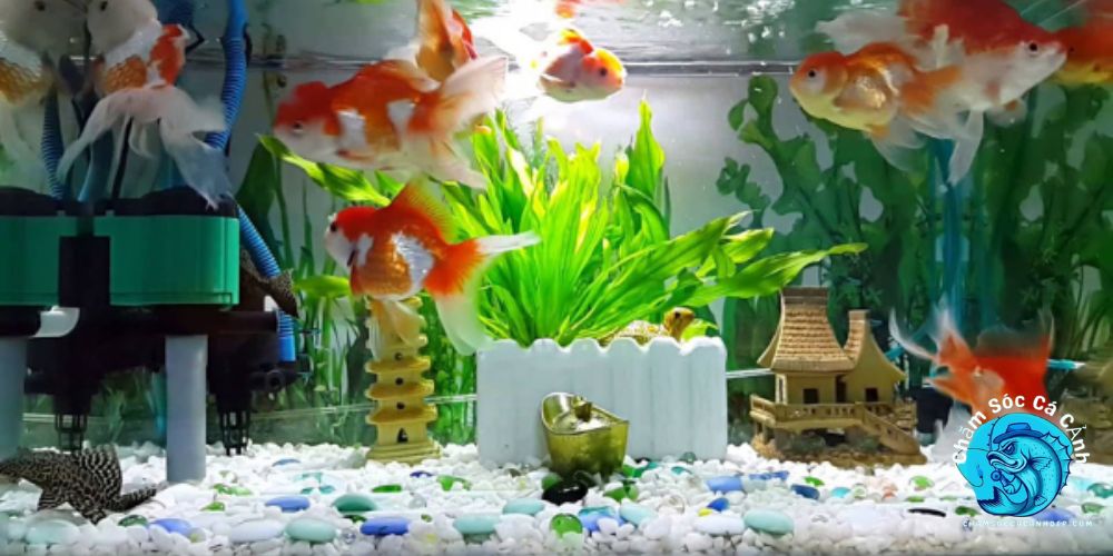Tại Sao Cần Thay Nước Bể Cá Định Kỳ?
