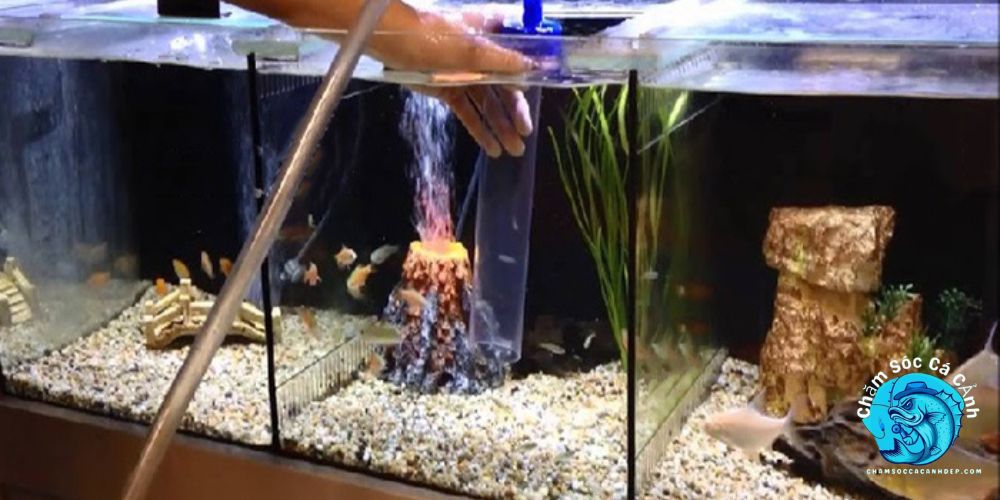 Lợi Ích Của Việc Cách Thay Nước Bể Cá Định Kỳ