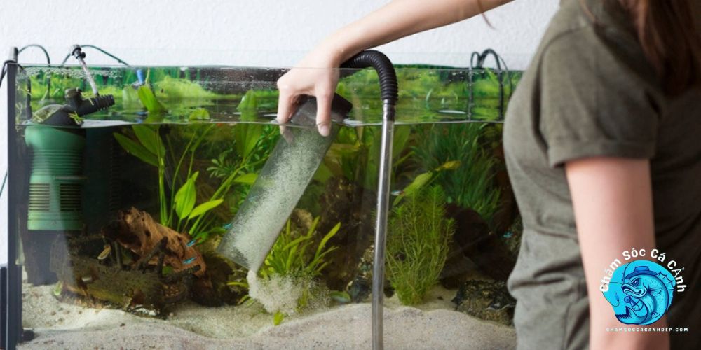 Những Lưu Ý Khi Cách Thay Nước Bể Cá