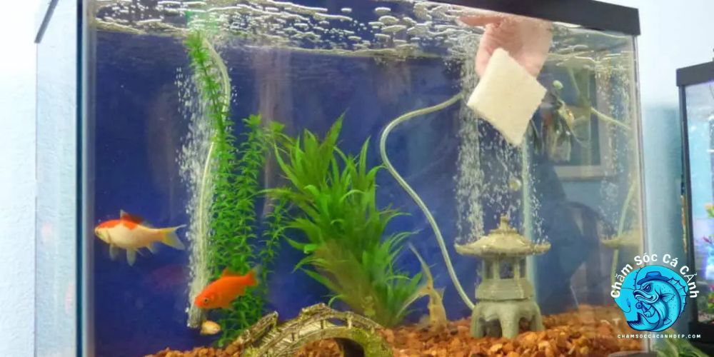 Những Lưu Ý Quan Trọng Khi Vệ Sinh Bể Cá