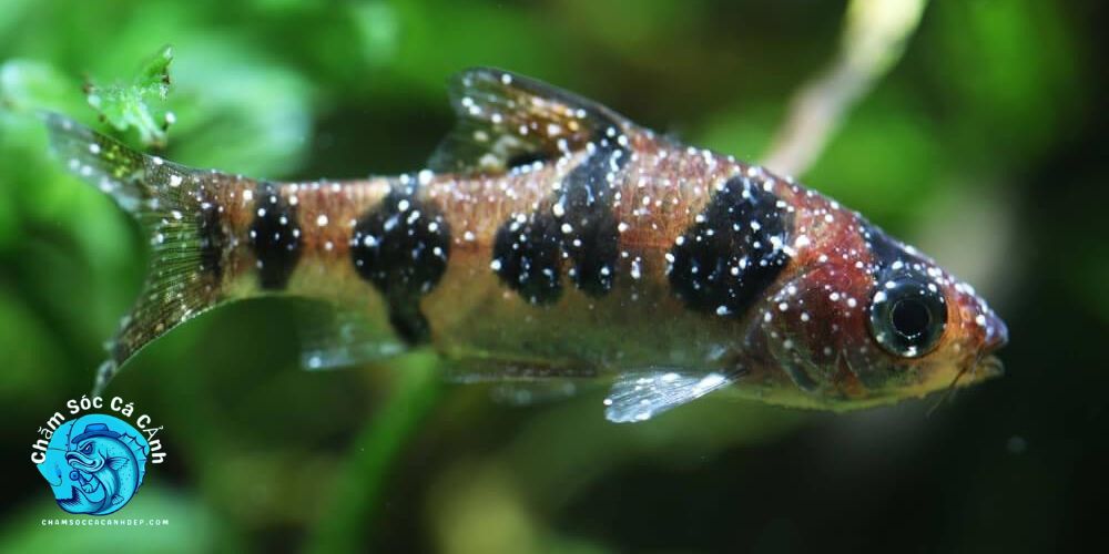 Nấm Trắng Ở Cá Cảnh Là Gì?