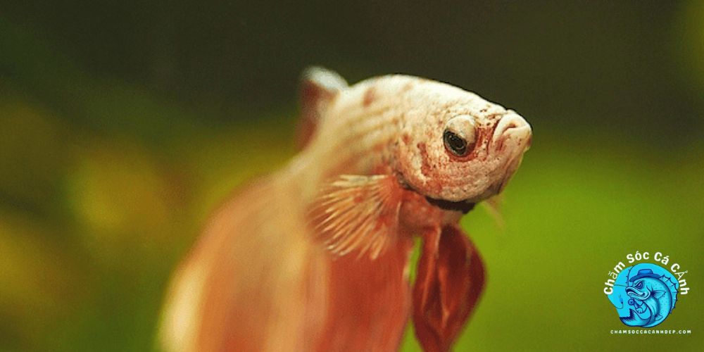 Cách Phòng Ngừa Nấm Trắng Ở Cá Cảnh