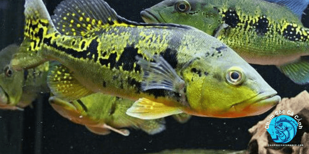 Cá Hoàng Bảo Yến