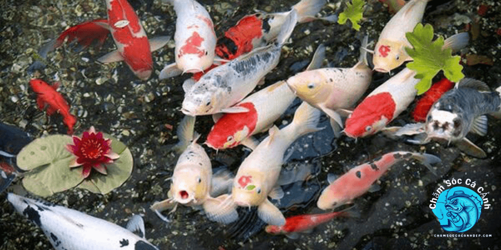 Cá Koi