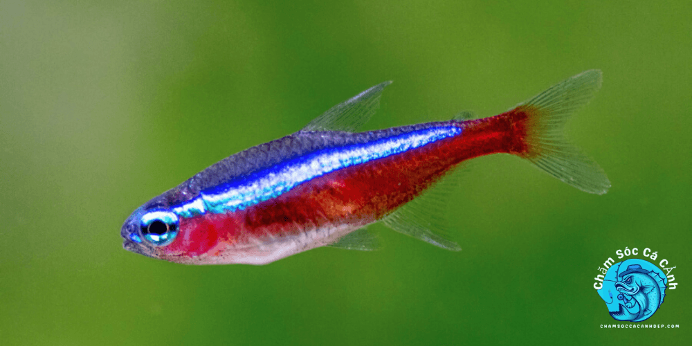 Cá Neon