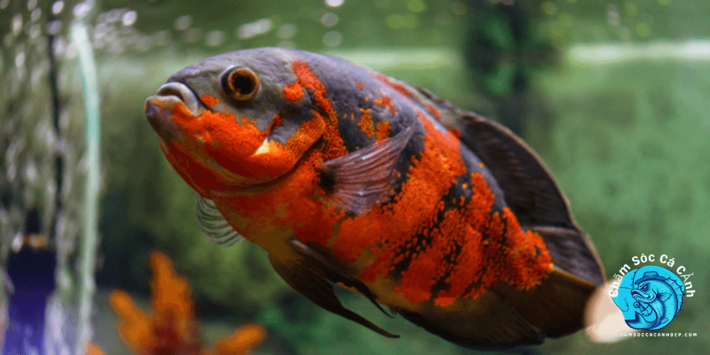 Cá Tai Tượng Châu Phi