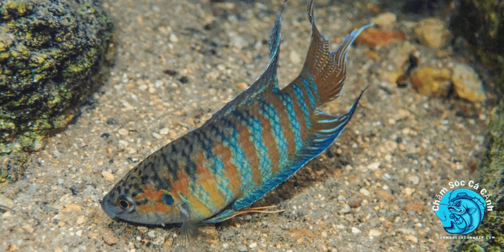 Cá Thiên Đường