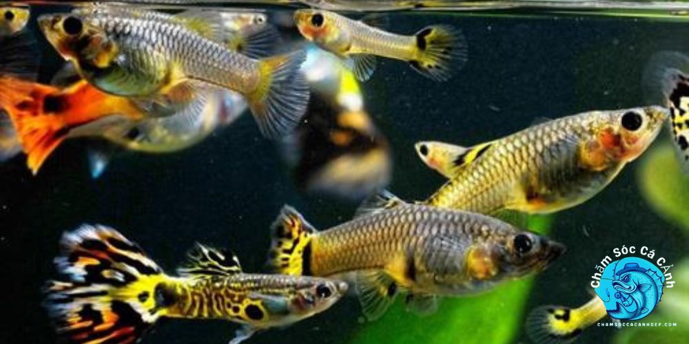 Chăm Sóc Cá Đẻ Trứng