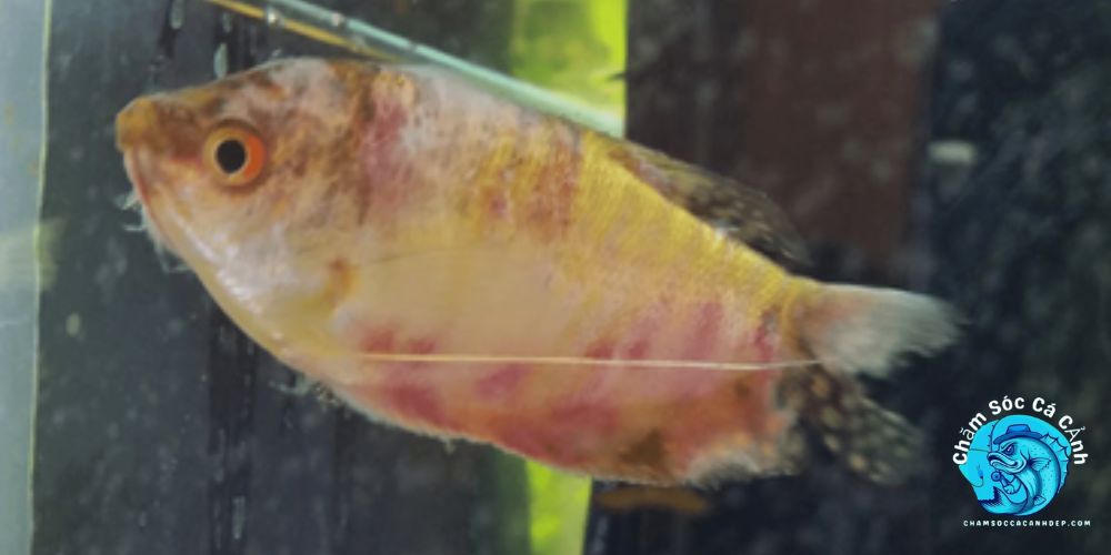 Dấu Hiệu Cá Bị Stress