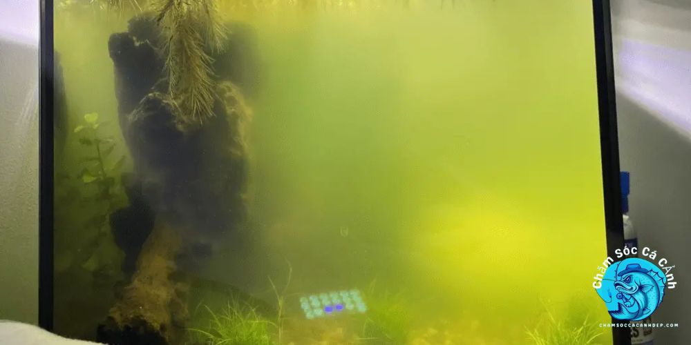 Môi Trường Sống