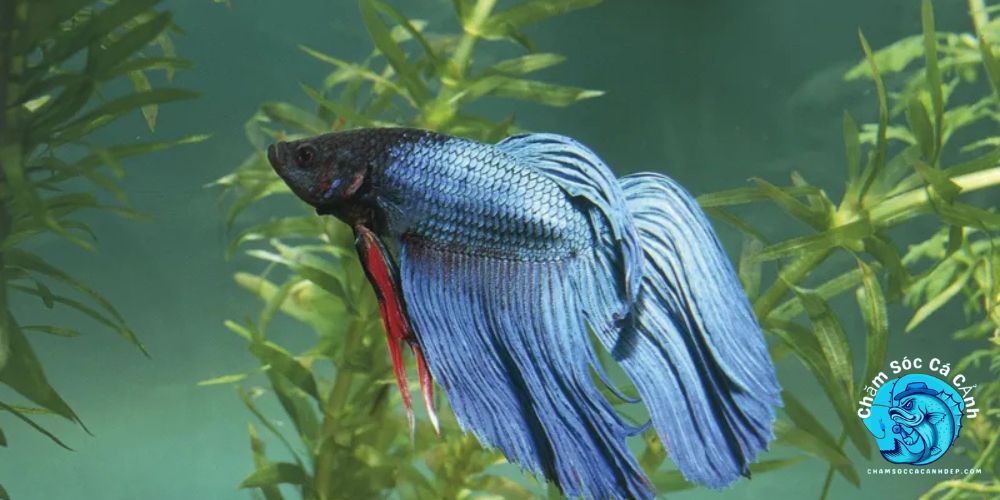 Phòng Ngừa Stress