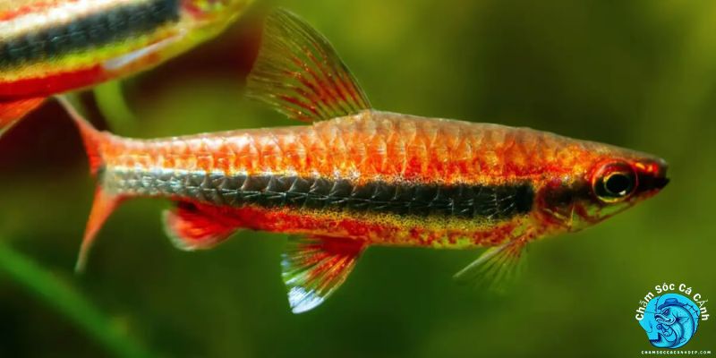 Cá Bút Chì Giá Bao Nhiêu? Mua Ở Đâu?