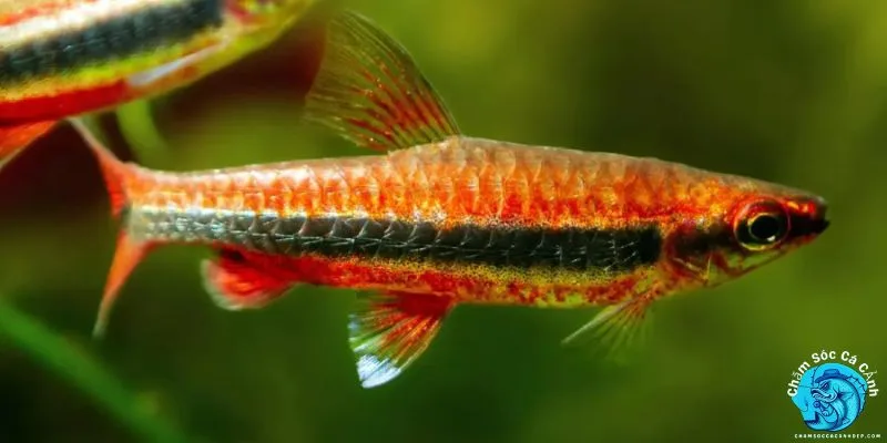 Cá Bút Chì Giá Bao Nhiêu? Mua Ở Đâu?