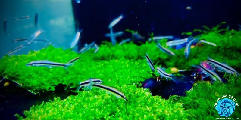 Hướng Dẫn Cách Nuôi Cá Bút Chì Đúng Kỹ Thuật