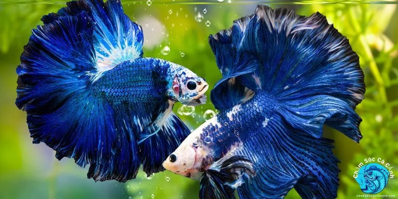 Cách nuôi Cá Xiêm đúng kỹ thuật