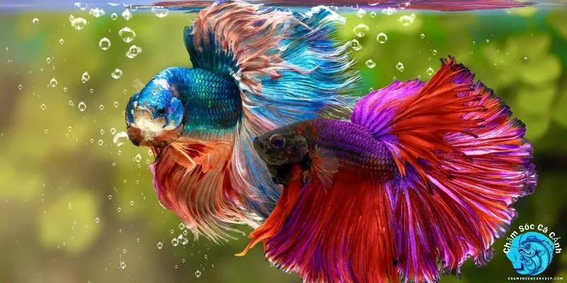 Chăm sóc Cá Xiêm đúng cách để cá luôn khỏe mạnh