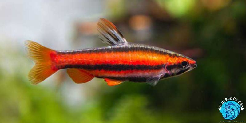 Tổng Quan Về Cá Bút Chì & Cách Nhận Biết