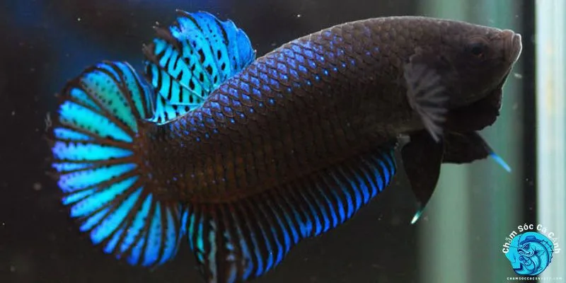 Cá Xiêm là gì? Tổng quan về Cá Xiêm