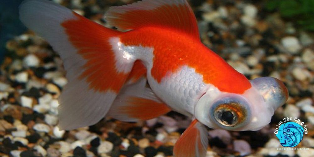 Bệnh lồi mắt ở cá