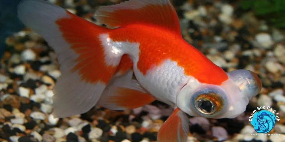 Bệnh lồi mắt ở cá