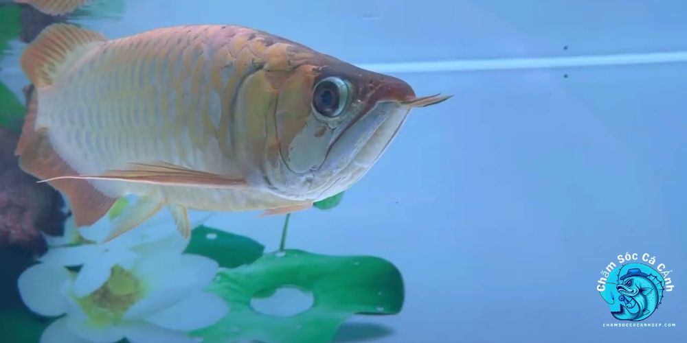 Cá bị đục mắt