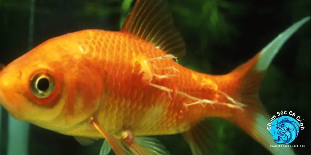 Cá bị xù vảy là bệnh gì