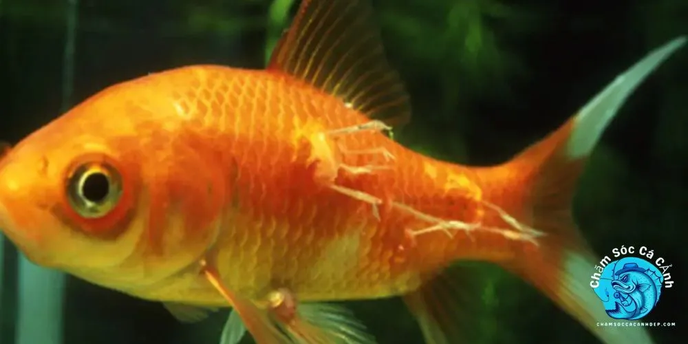 Cá bị xù vảy là bệnh gì