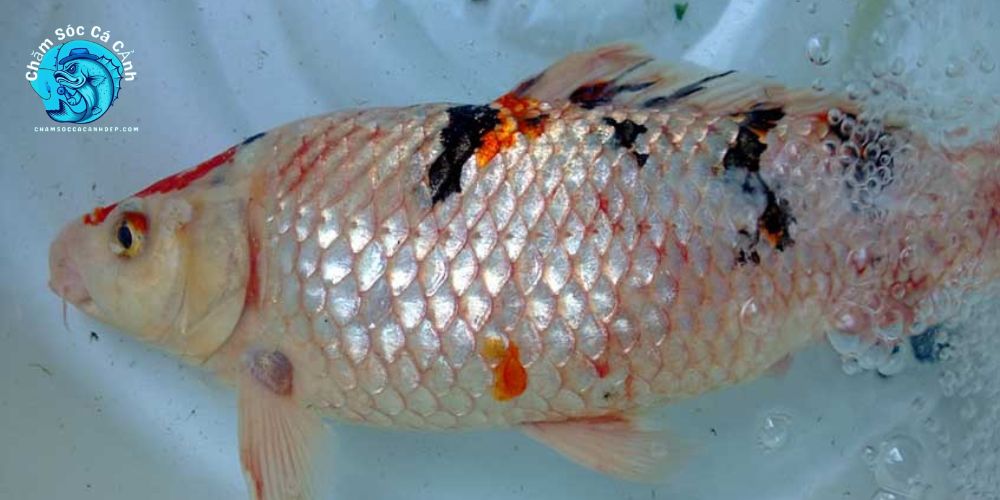 Các biện pháp phòng ngừa