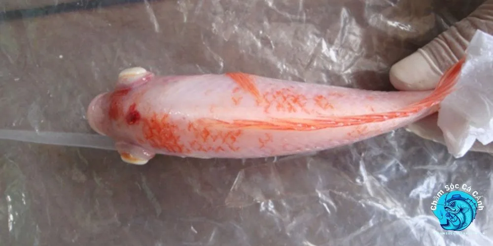 Cách chữa trị cá bị lồi mắt