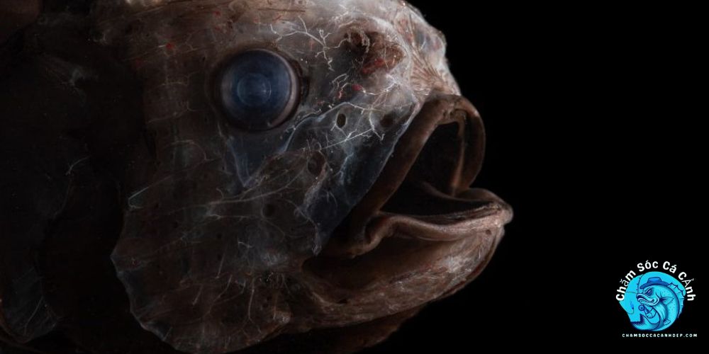 Cách chữa trị khi cá bị đục mắt