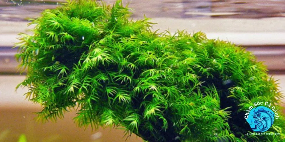 Cây Phượng Vĩ (Salvinia natans)