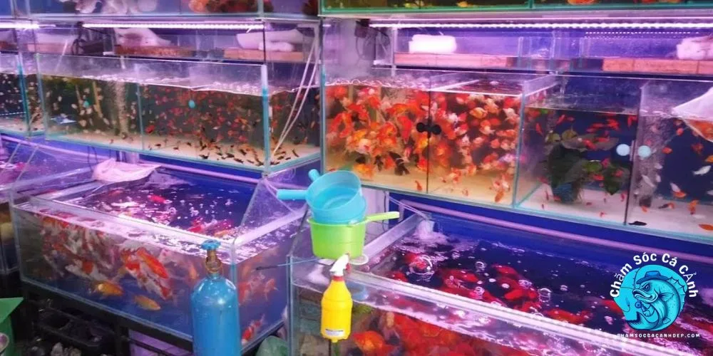 Chăm Sóc Bể Cá Sau Khi Trang Trí