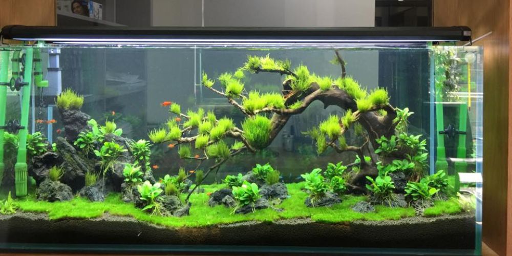 Chăm Sóc Hồ Cá Luôn Sạch