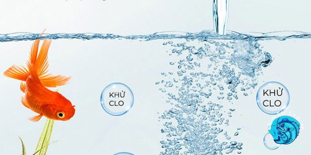 Clo Nguy Hiểm Với Cá Cảnh