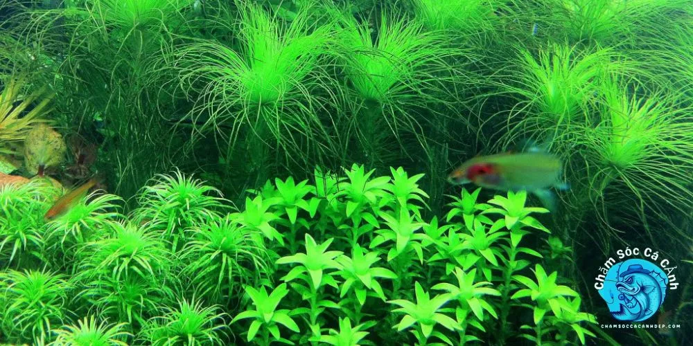 Cỏ Đuôi Ngựa (Hippuris vulgaris)