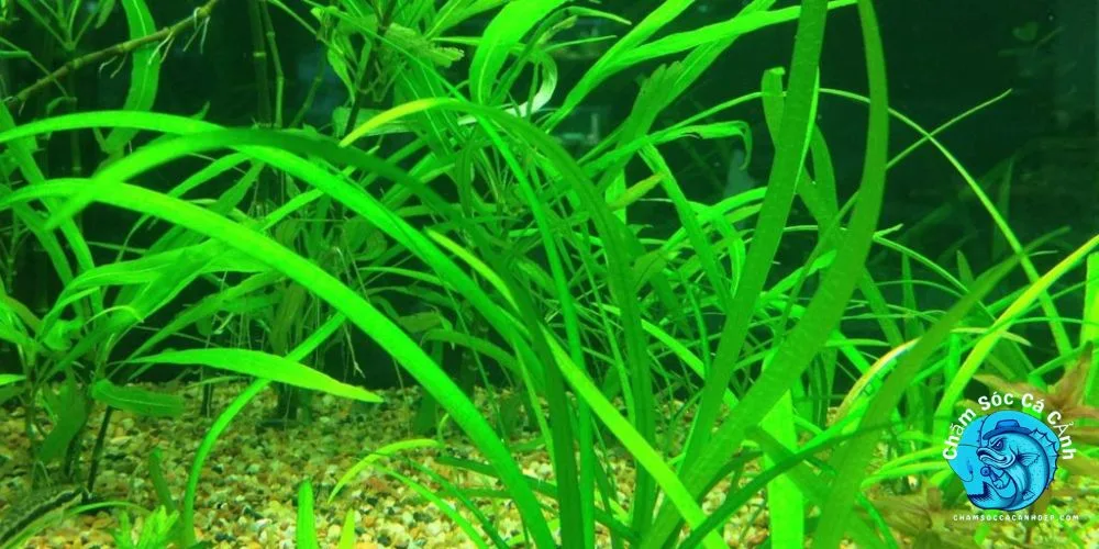 Cỏ Thìa (Echinodorus tenellus)