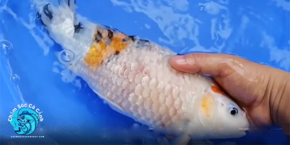 Dấu hiệu cá bị xù vảy