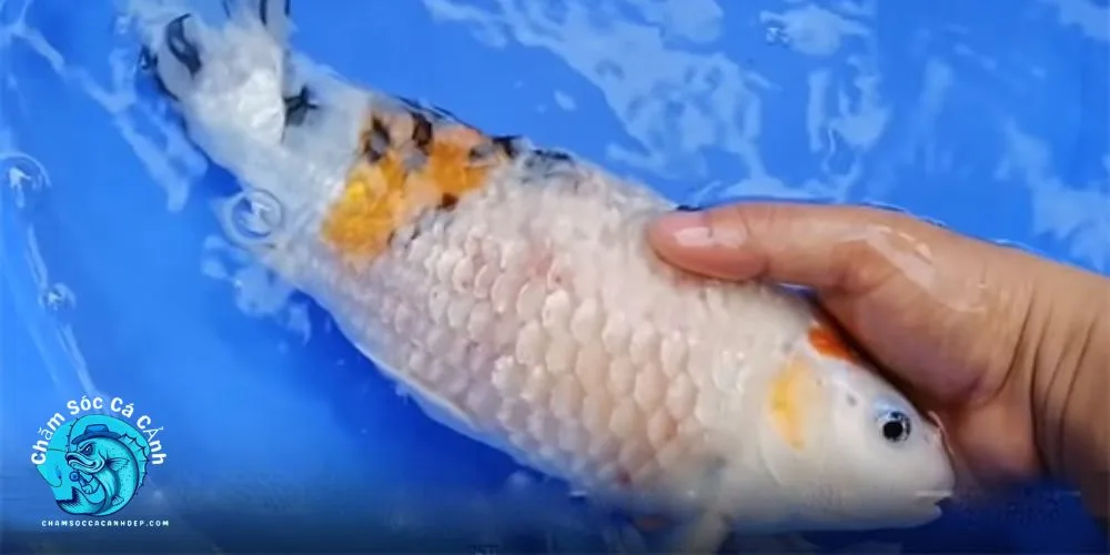 Dấu hiệu cá bị xù vảy