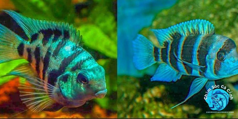 Giới thiệu về cá Két Panda