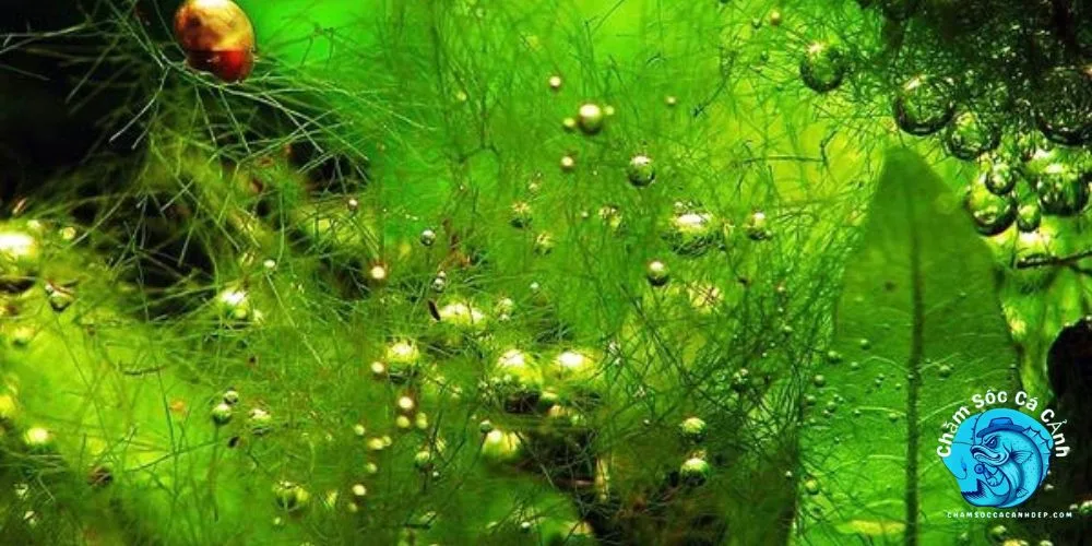 Tác Hại của Rêu Xanh