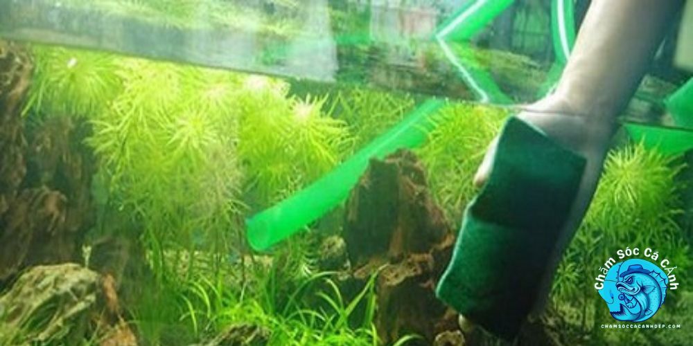 Biện Pháp Phòng Ngừa Rêu Xanh