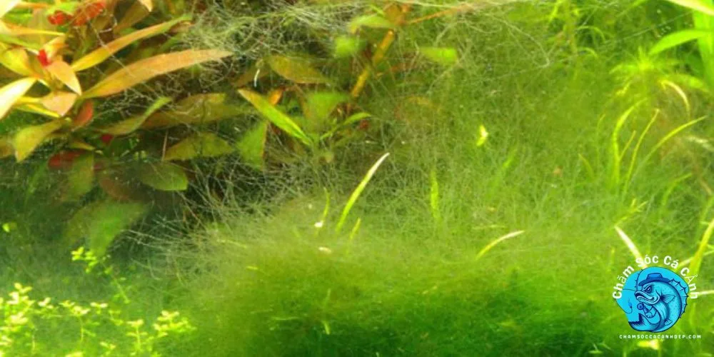Hồ Cá Bị Rêu Xanh