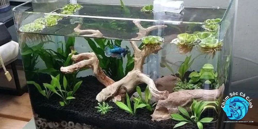 Hồ cá kính cường lực