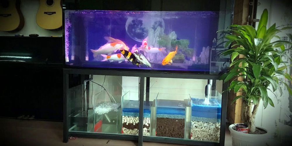 Hướng Dẫn Cách Làm Hồ Cá