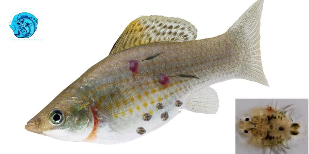 Ký sinh trùng trên cá cảnh