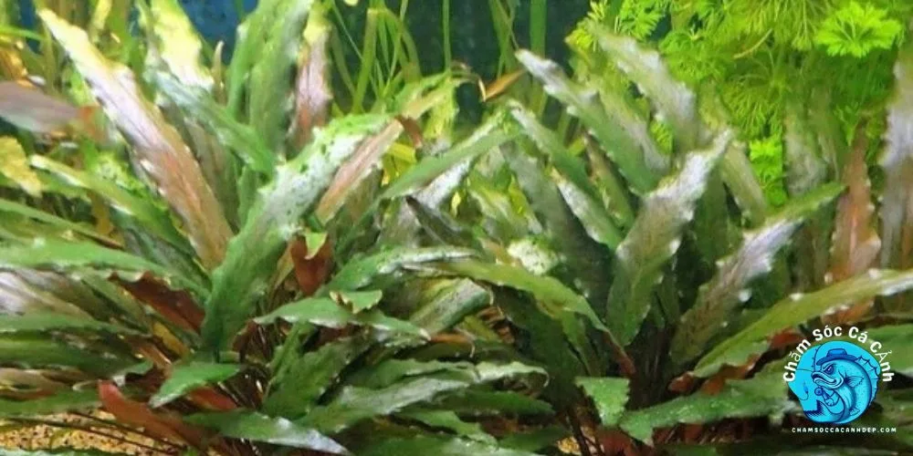 La Hán Xanh (Cryptocoryne wendtii)