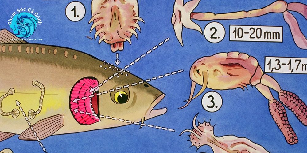 Những loại ký sinh trùng